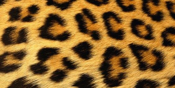 _sojade's profile banner image