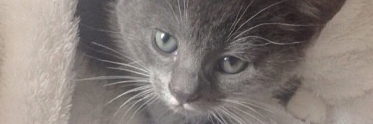 ChloMayes's profile banner image