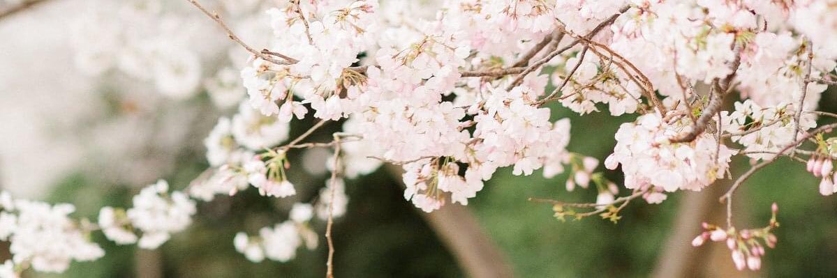 caitlinvaka's profile banner image