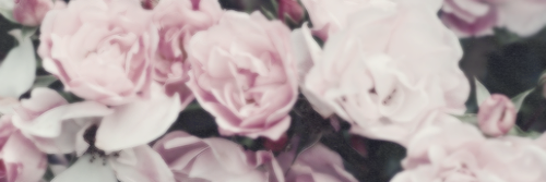 RedRcse's profile banner image