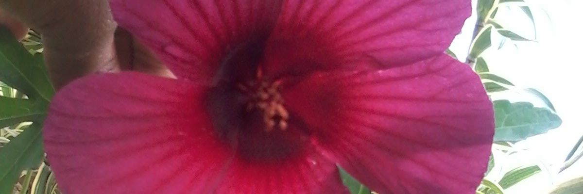OolivL's profile banner image