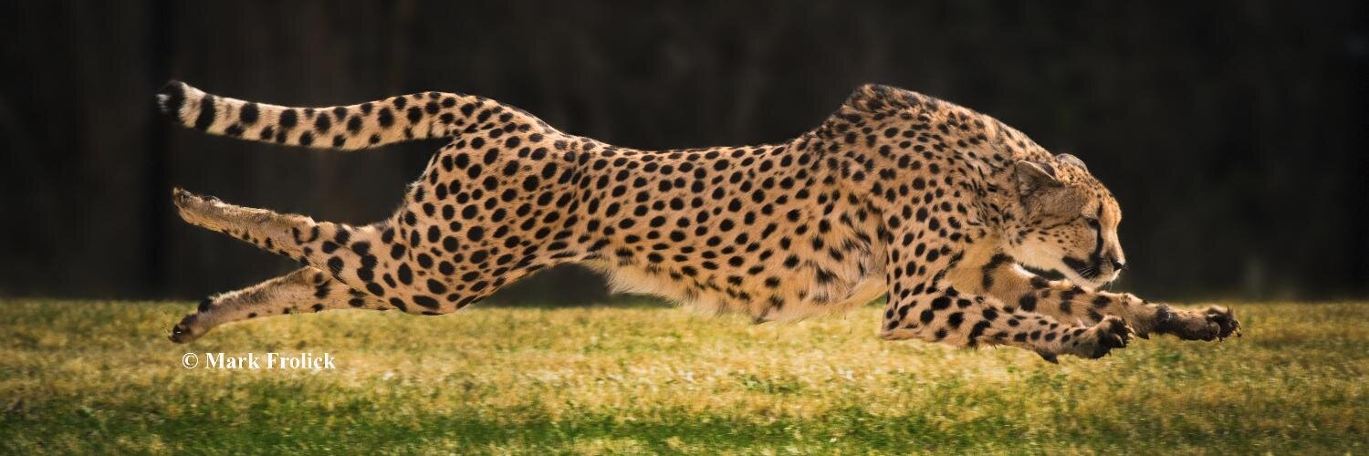 MarkFrolick's profile banner image