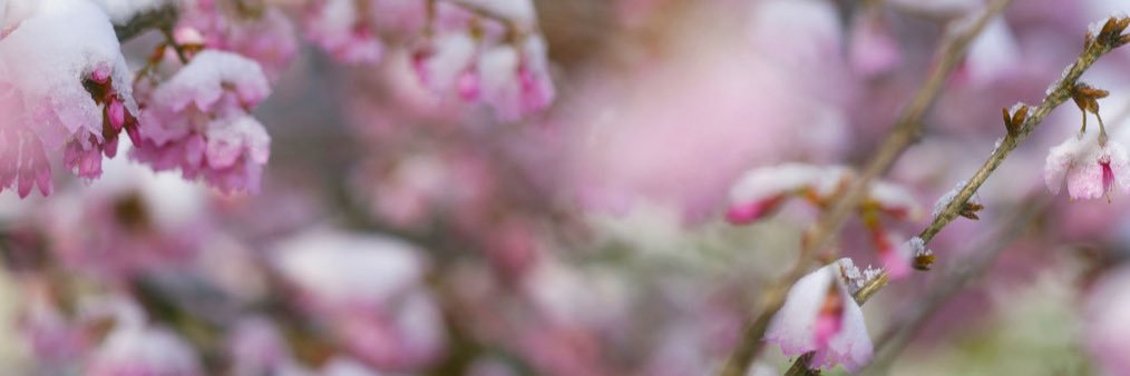JenniferSakai's profile banner image