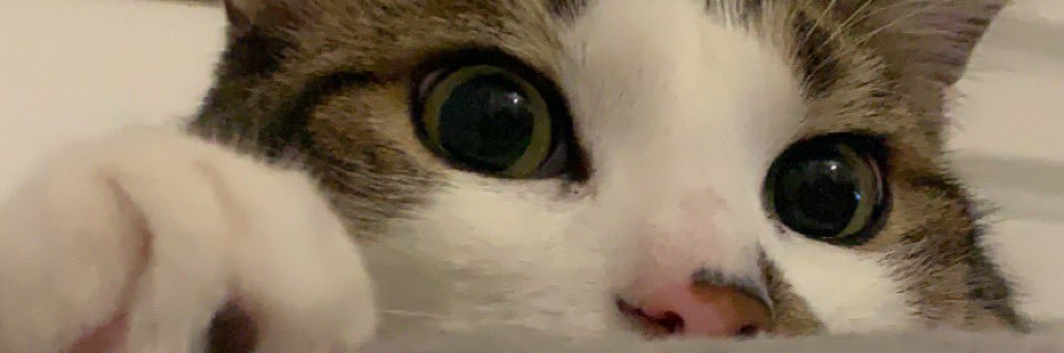 MMelanie09's profile banner image