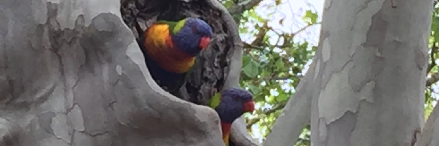 rtillsley's profile banner image