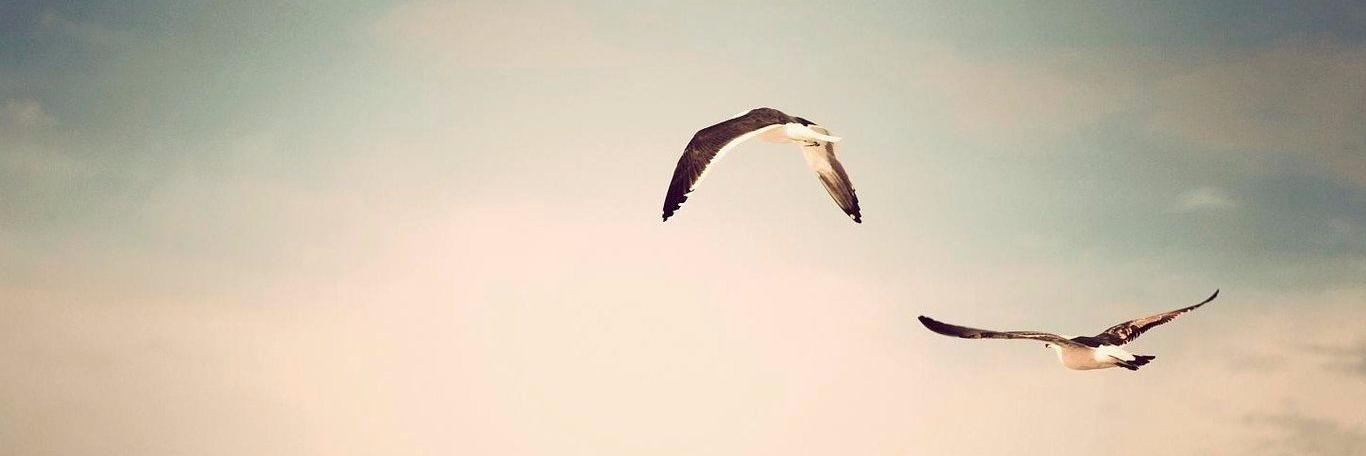 arora_ira's profile banner image