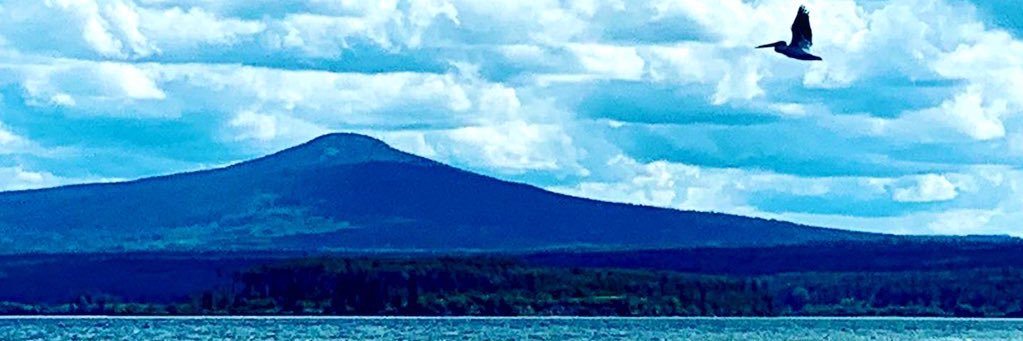 Andrea Norris banner