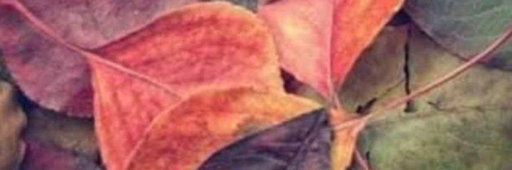 alemar2015's profile banner image