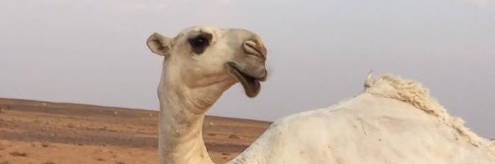 sultan_alkyari's profile banner image