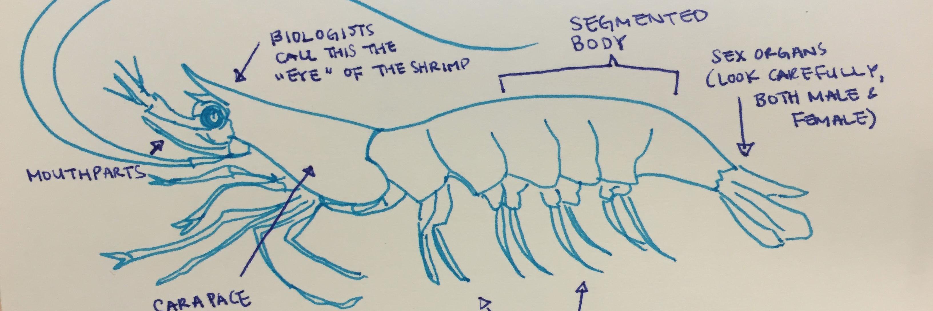 all real shrimp fact banner