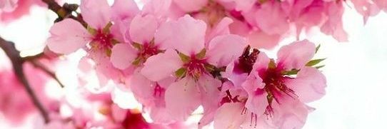 kama_polani's profile banner image