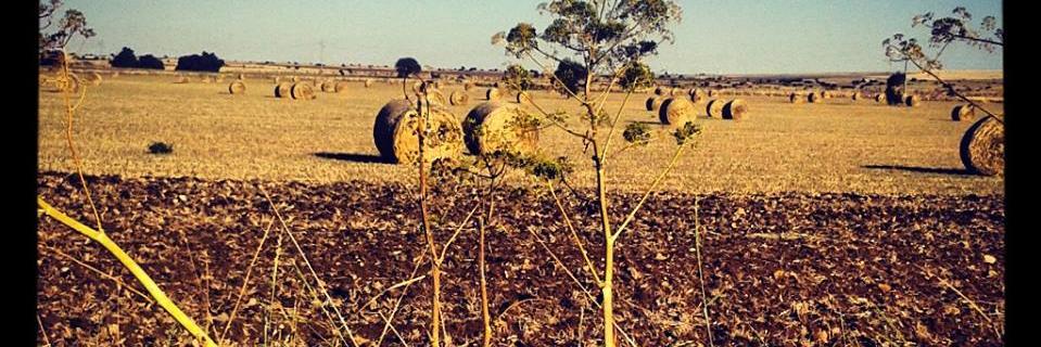 Marco Vitucci banner