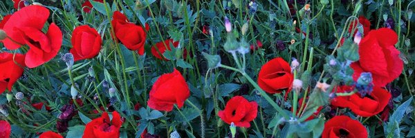 AngelfishX Profile Banner