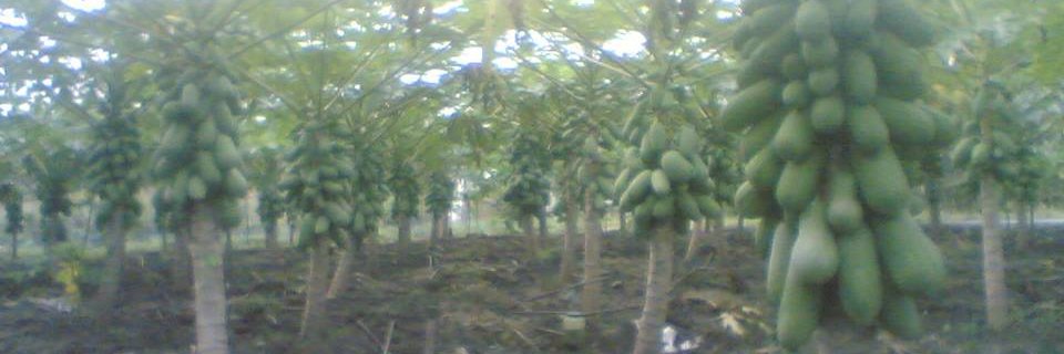 Alfa crypto 🚀🌕 banner