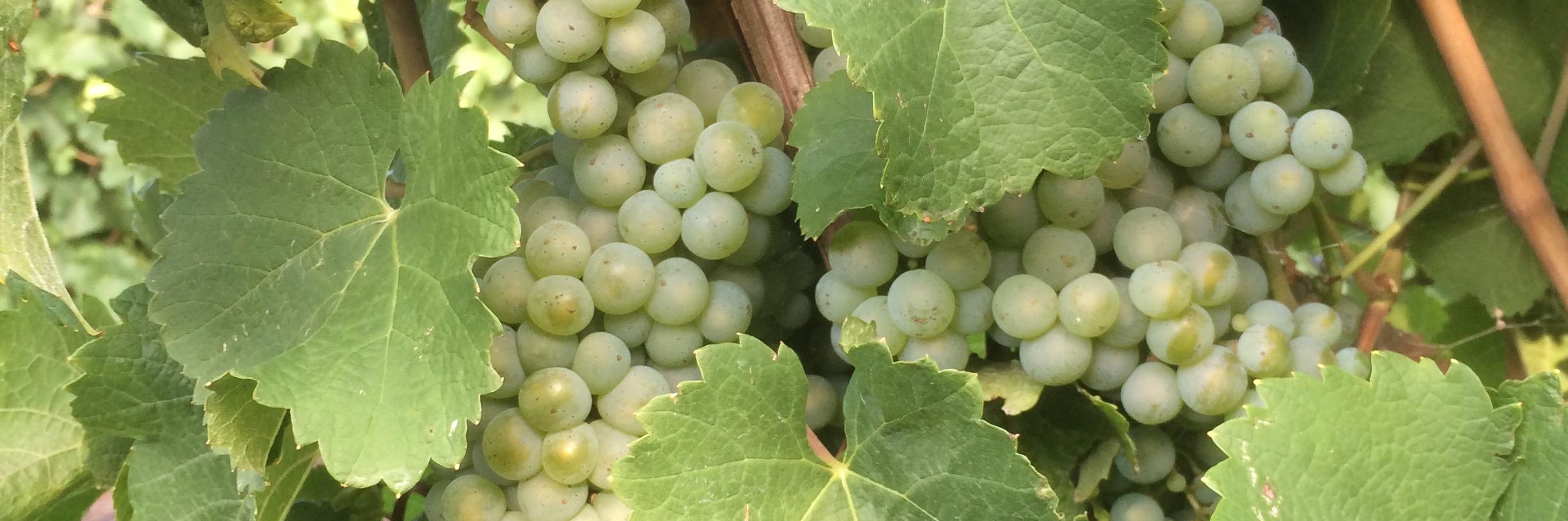 CooksLotWines's profile banner image