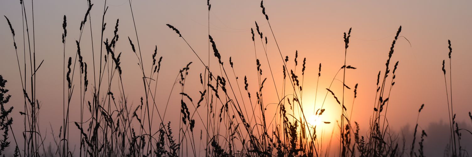 KnittySunny's profile banner image