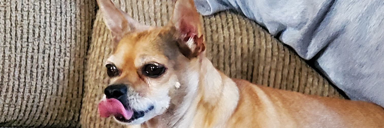 1QueenAwkward's profile banner image
