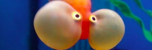 FishPaste_tv's profile banner image