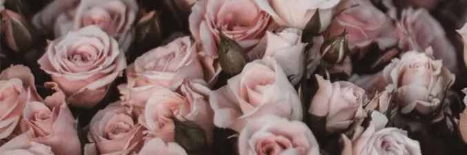 stephwatson21's profile banner image