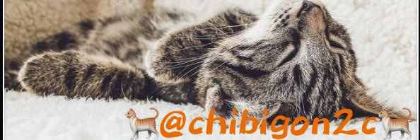 chibigon2c's profile banner image