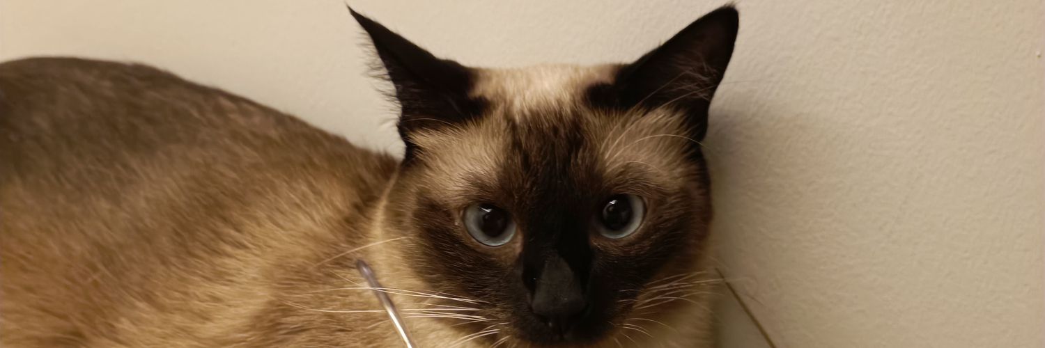 Hasan Can banner