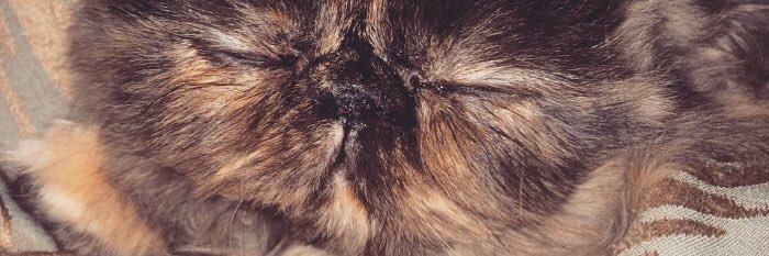 Charlybea's profile banner image