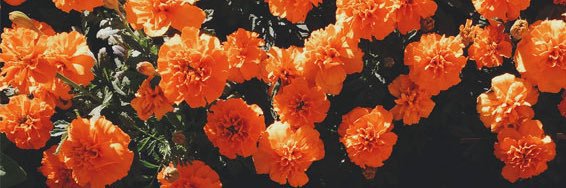AudreyWanner's profile banner image
