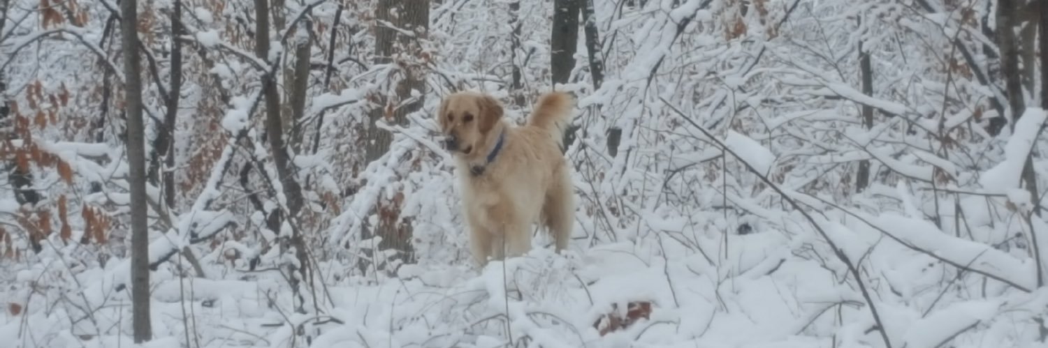 WPrunner's profile banner image