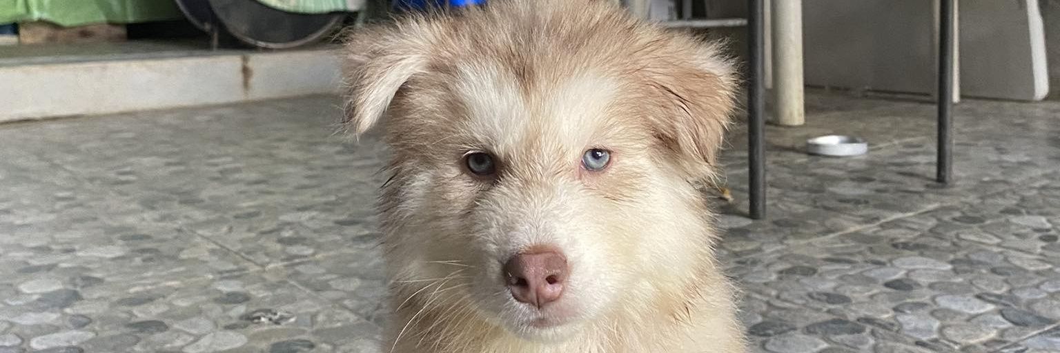 imhadasaaa's profile banner image