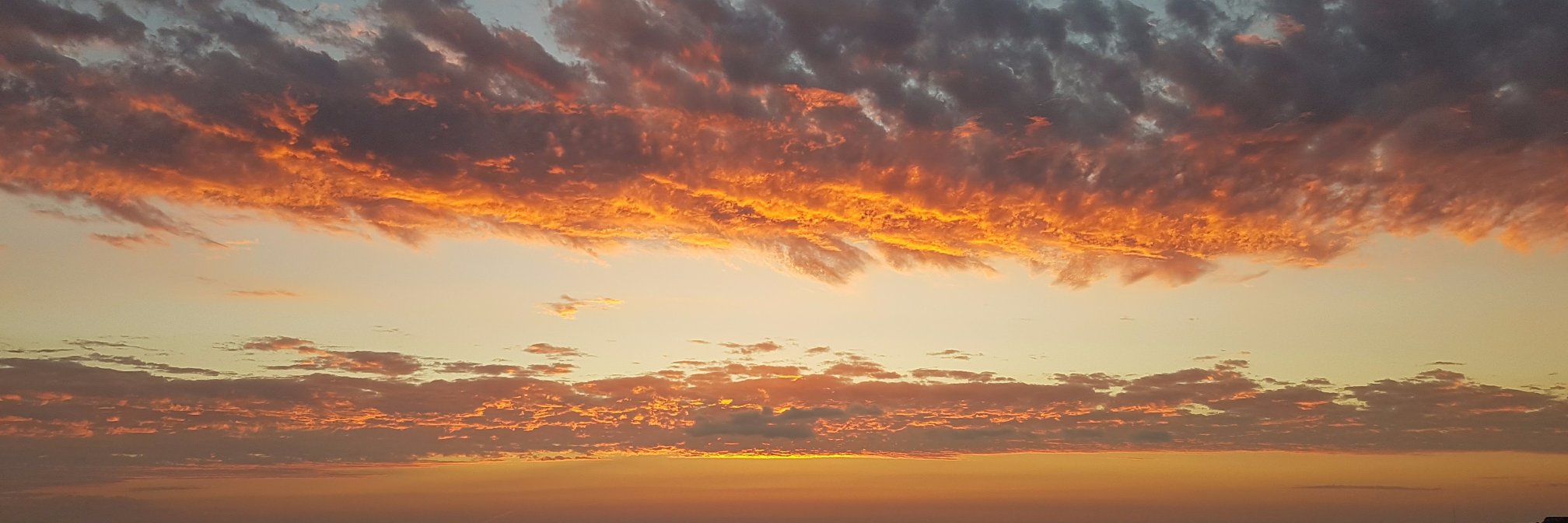 Charlie Bluedog banner