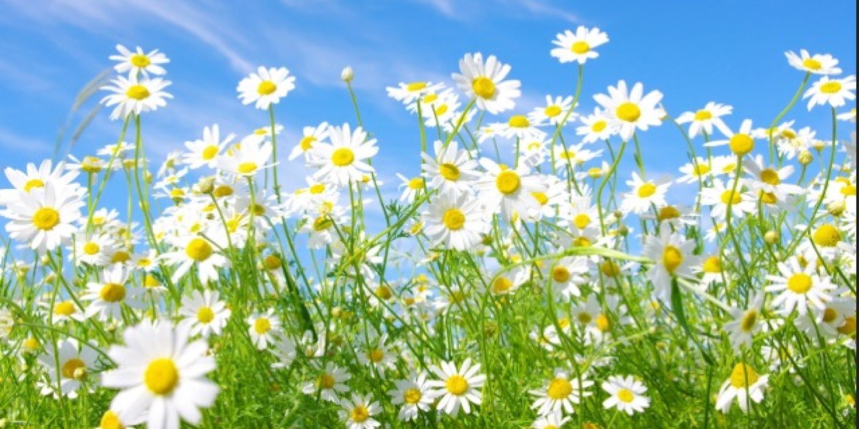 adrianadinger's profile banner image