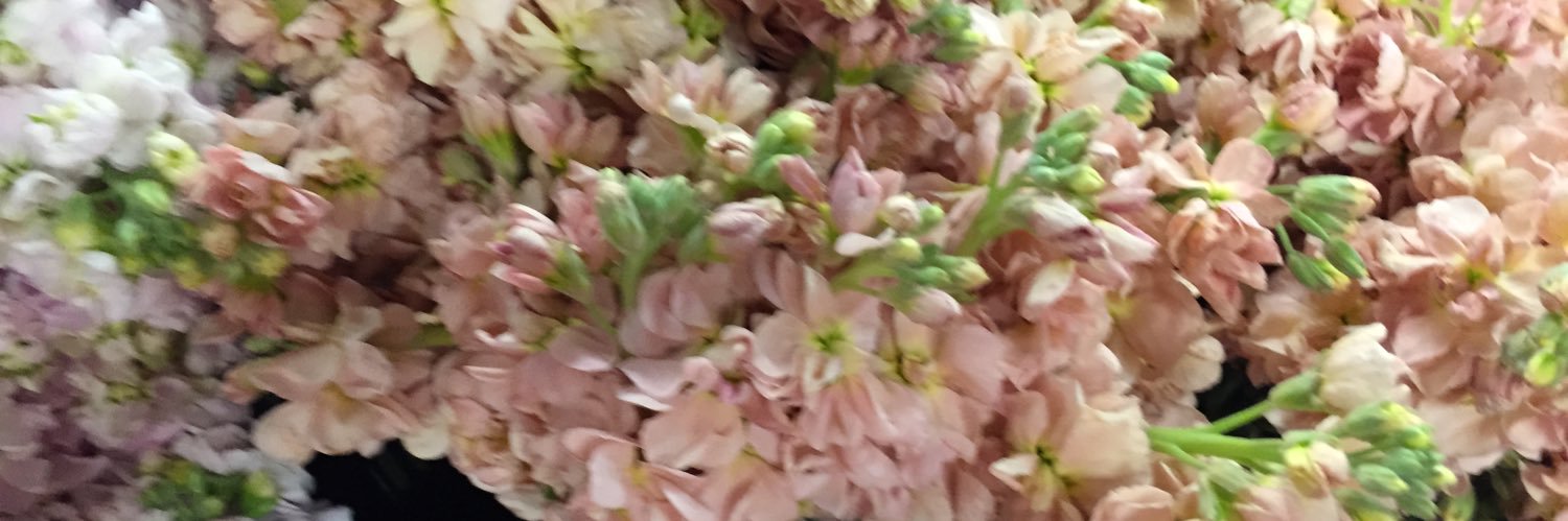 CathyMontpetit's profile banner image