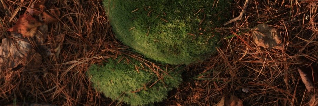 Sinclair_Green's profile banner image