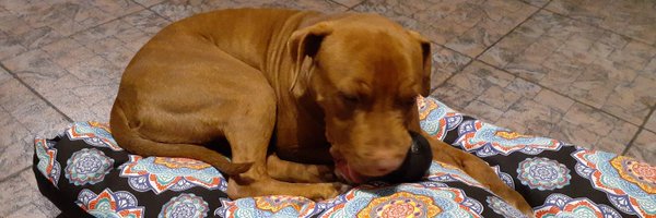 kiradeloeste Profile Banner