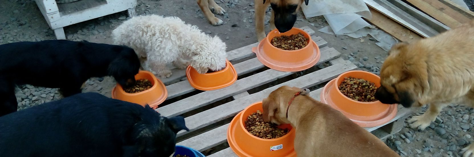 ricardo echeverria 🌳🌲🪴 banner