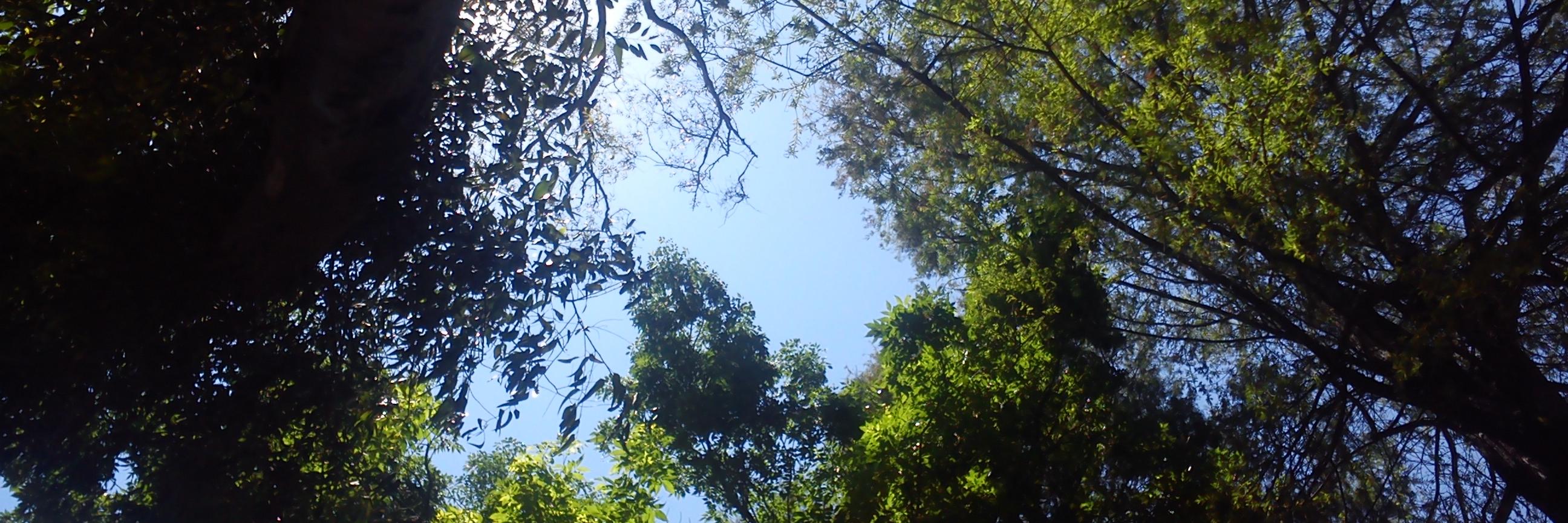 🌱 Esvin Gonzalez 🌱 banner