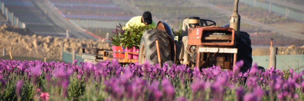 Benara Nurseries banner