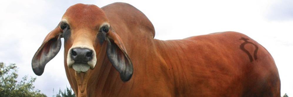 FincaMonterrey's profile banner image