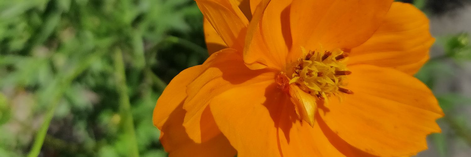 didinyallow's profile banner image