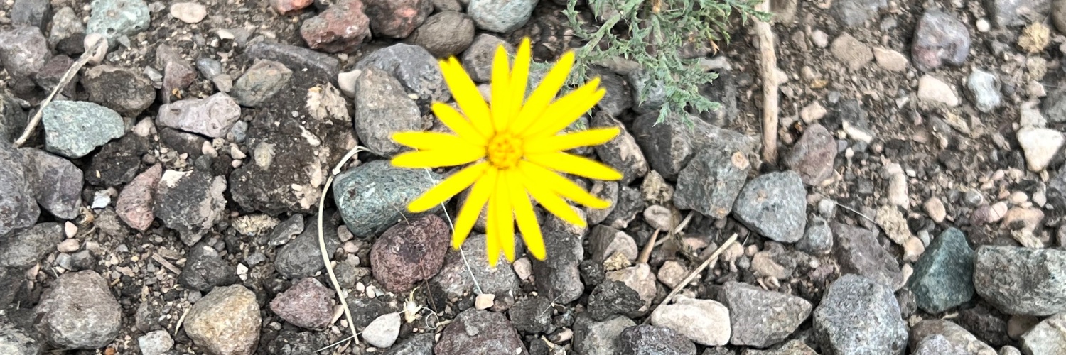 RiffRaff Conservative 🇺🇸 ✝️ banner