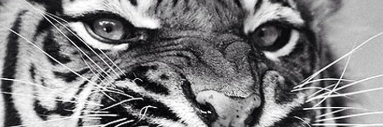 ryosukebe0111's profile banner image