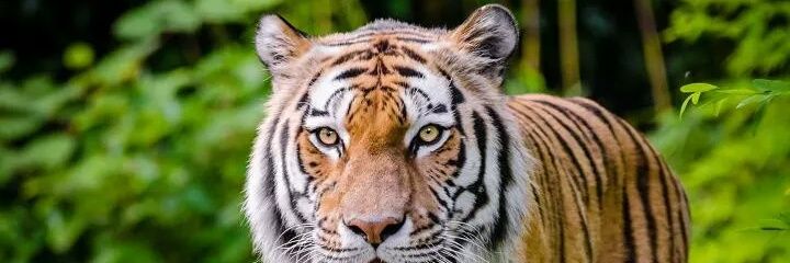 nileshdave2's profile banner image