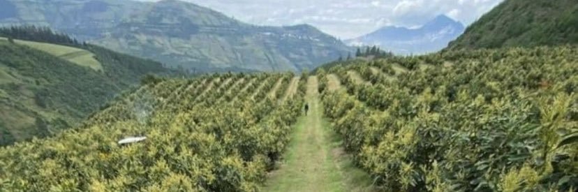 MK 🇨🇩🇹🇿🇺🇸 banner