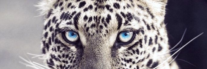 firdhatia's profile banner image