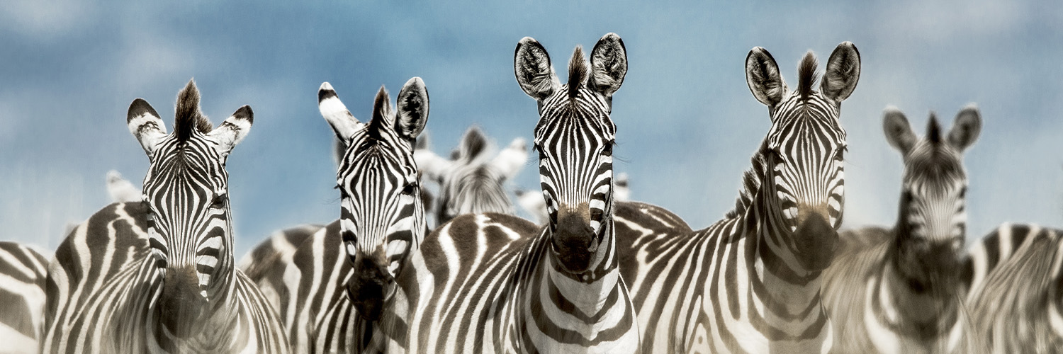 Sense of Africa Botswana banner