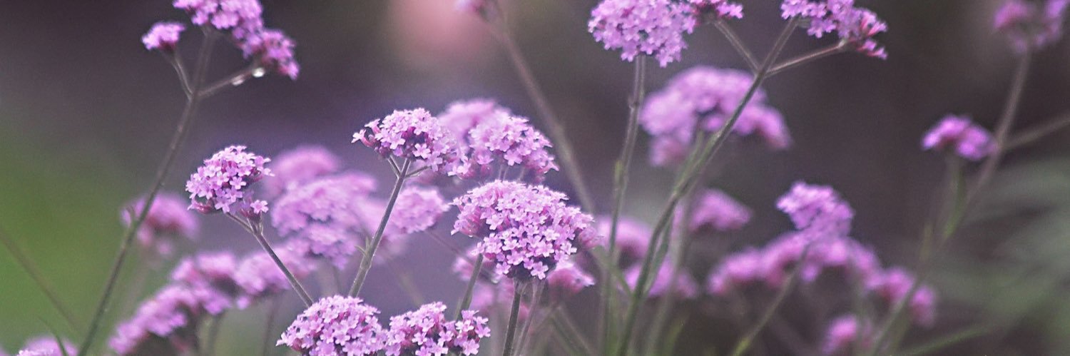 sippi_miss's profile banner image