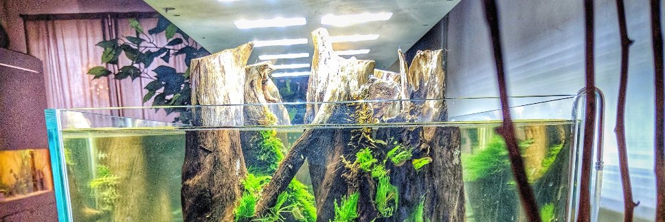 AquascapingBER's profile banner image
