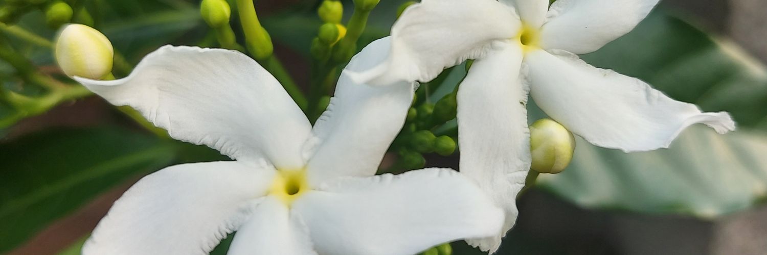 satyaveer05's profile banner image