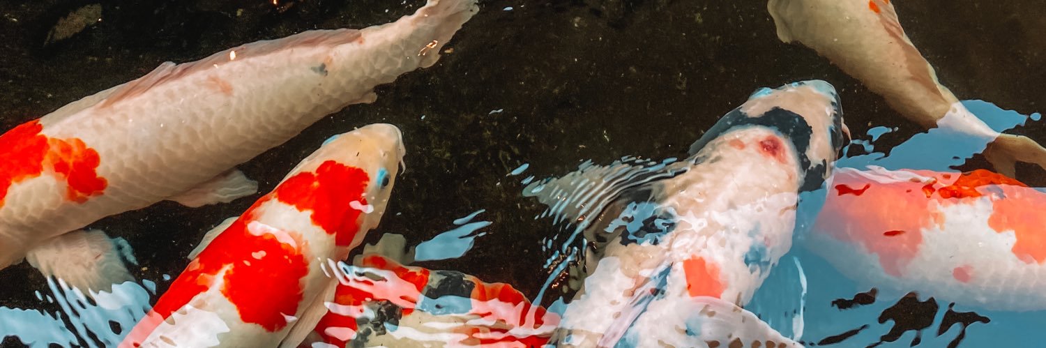 Привет Рысь banner