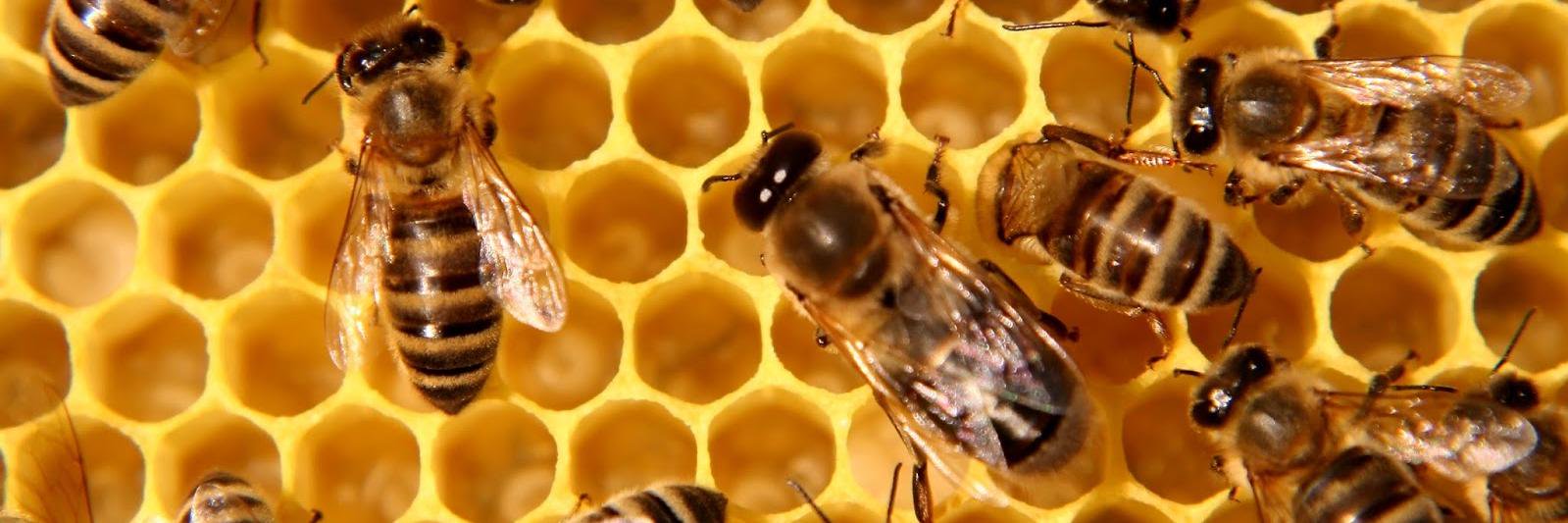 MissionaryBees's profile banner image